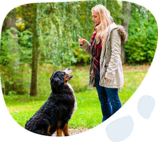 Dog Training Brisbane